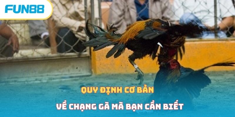 Xem Đá Gà Trực Tiếp Cực Kỳ Gây Cấn Cùng Nhà Cái Fun88 Quy định cơ bản về chạng gà mà bạn cần biết