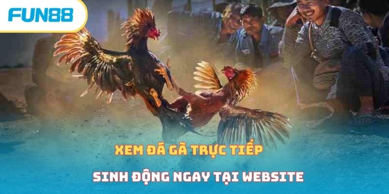 Xem Đá Gà Trực Tiếp Cực Kỳ Gây Cấn Cùng Nhà Cái Fun88 Xem đá gà trực tiếp sinh động ngay tại website