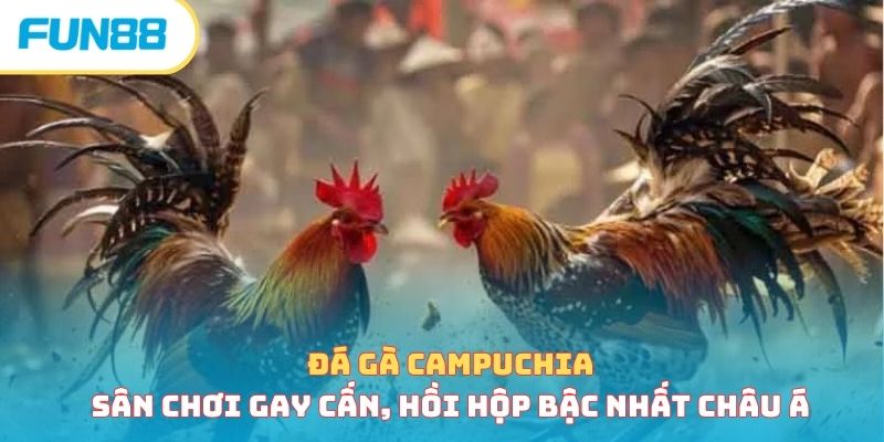 Đá Gà Campuchia - Sân Chơi Gay Cấn, Hồi Hộp Bậc Nhất Châu Á da ga campuchia anh dai dien